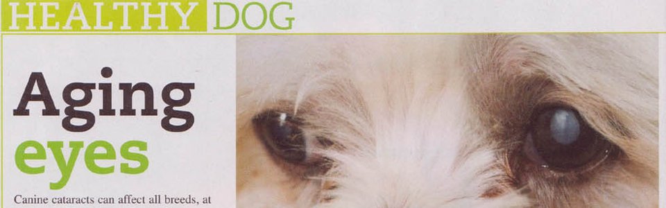 Dog Fancy: Aging eyes, featuring Ethos Bright Eyes drops